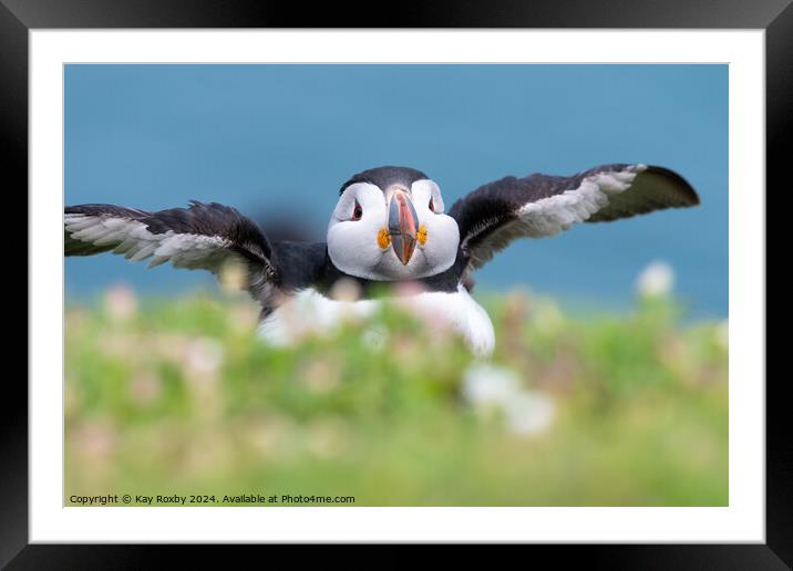 Cutest puffin Framed Mounted Print by Kay Roxby