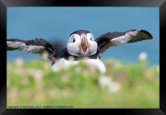 Cutest puffin Framed Print by Kay Roxby
