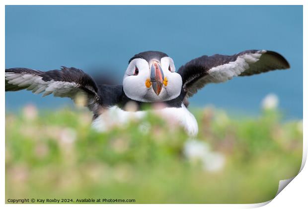 Cutest puffin Print by Kay Roxby