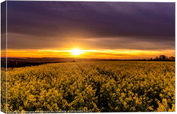 Yellow rapeseed field. Blooming canola flowers. Canvas Print by Sergey Fedoskin