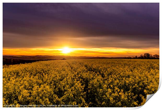 Yellow rapeseed field. Blooming canola flowers. Print by Sergey Fedoskin