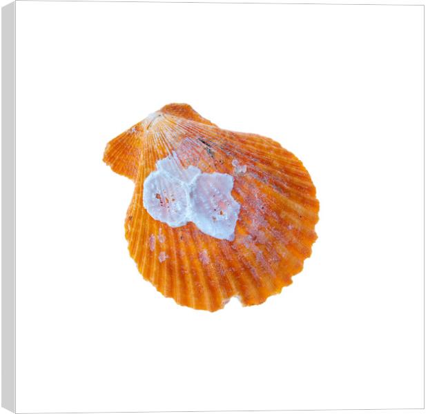Sea Shell Canvas Print by Stephen Young