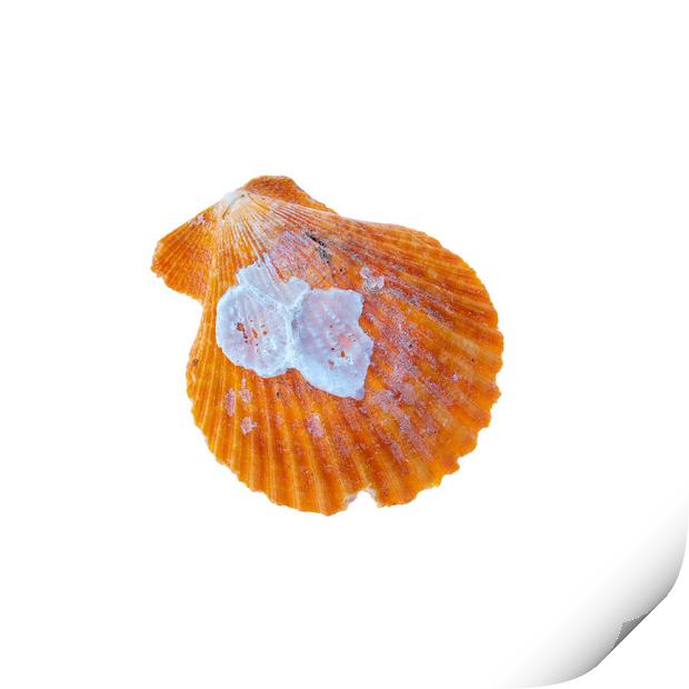 Sea Shell Print by Stephen Young