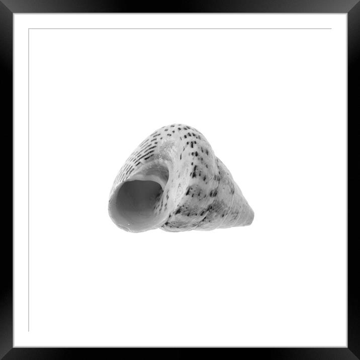 Sea Shell - Black and White Framed Mounted Print by Stephen Young