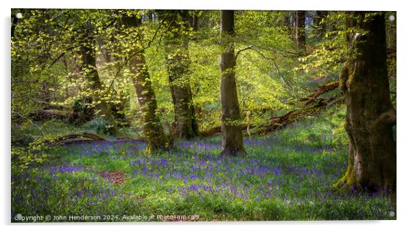Dreamy Bluebell wood panorama. Acrylic by John Henderson