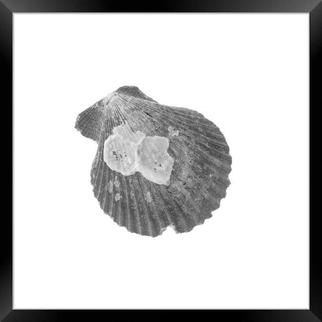 Sea Shell - Black and White Framed Print by Stephen Young