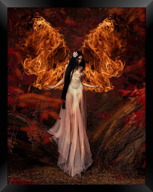 Fire Angel Framed Print by Shaun White