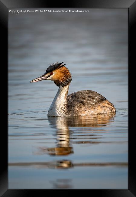Great Crested Grebe Framed Print by Kevin White
