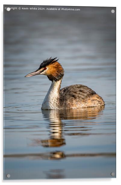 Great Crested Grebe Acrylic by Kevin White