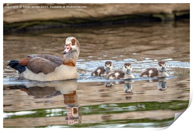 Three goslings amd Mum Print by Kevin White