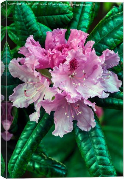 Rhododendron Canvas Print by Tom McPherson