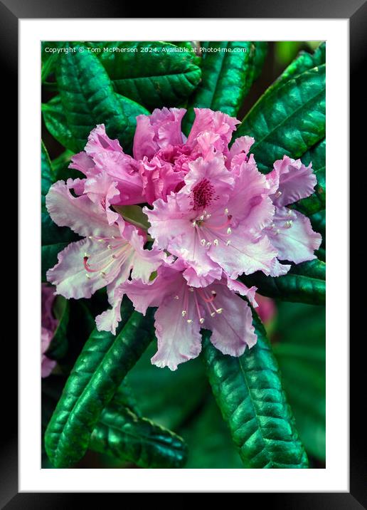 Rhododendron Framed Mounted Print by Tom McPherson