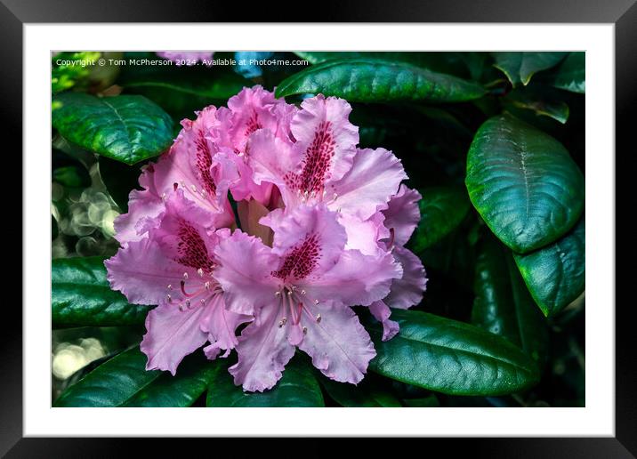Rhododendron  Framed Mounted Print by Tom McPherson