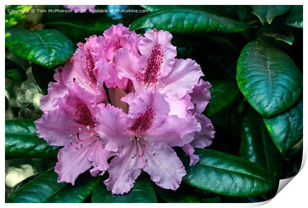 Rhododendron  Print by Tom McPherson