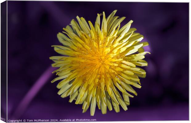 Dandelion Canvas Print by Tom McPherson