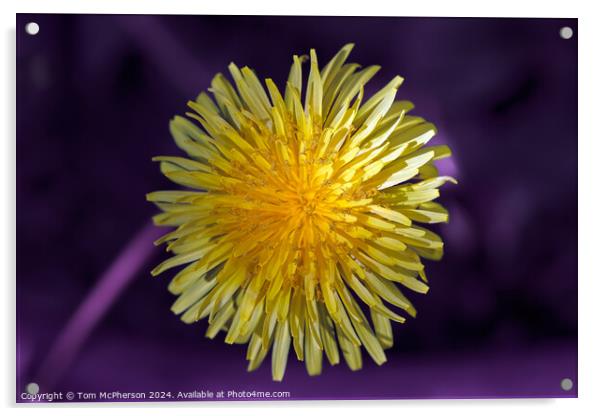 Dandelion Acrylic by Tom McPherson