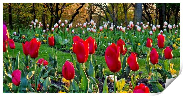 Tulips Stanley Park Print by Michele Davis