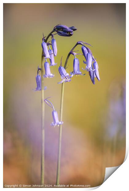 Two Bluebell flowers Print by Simon Johnson