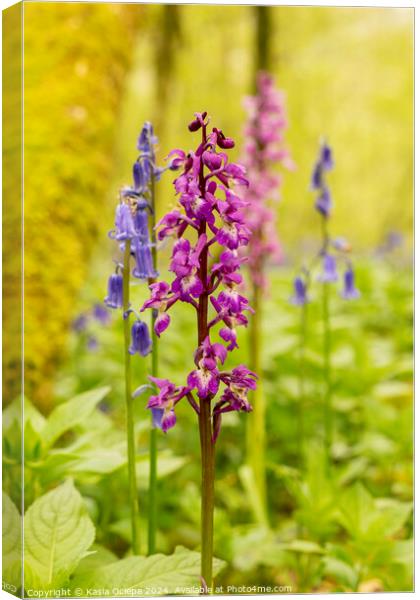 Early Purple Orchid with English Bluebells Canvas Print by Kasia Ociepa