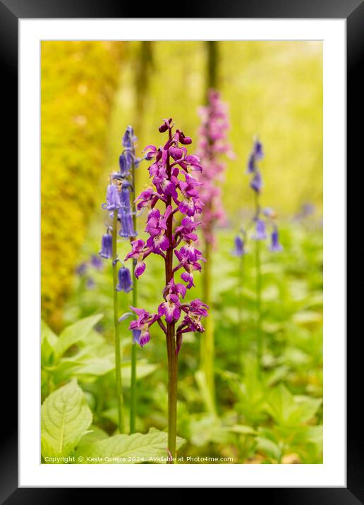 Early Purple Orchid with English Bluebells Framed Mounted Print by Kasia Ociepa