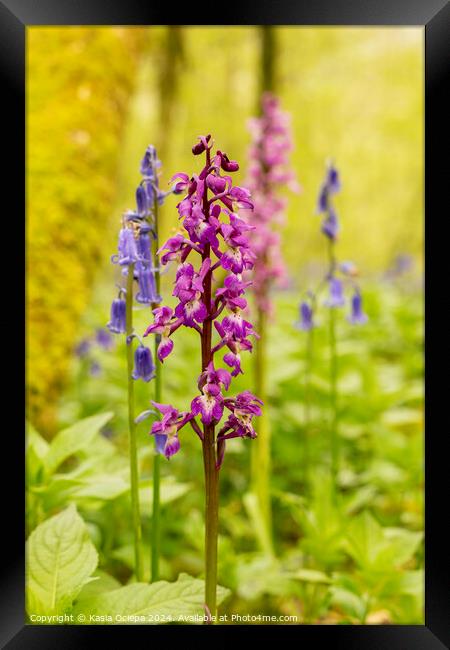Early Purple Orchid with English Bluebells Framed Print by Kasia Ociepa