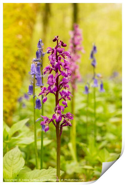 Early Purple Orchid with English Bluebells Print by Kasia Ociepa