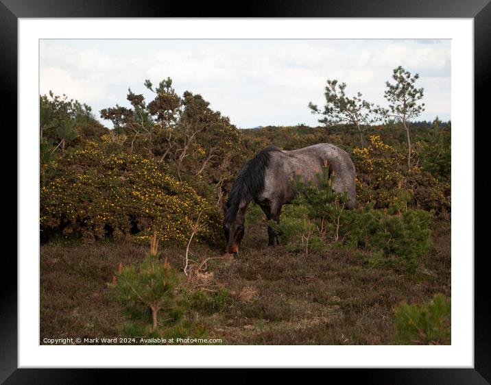 New Forest Encounter. Framed Mounted Print by Mark Ward