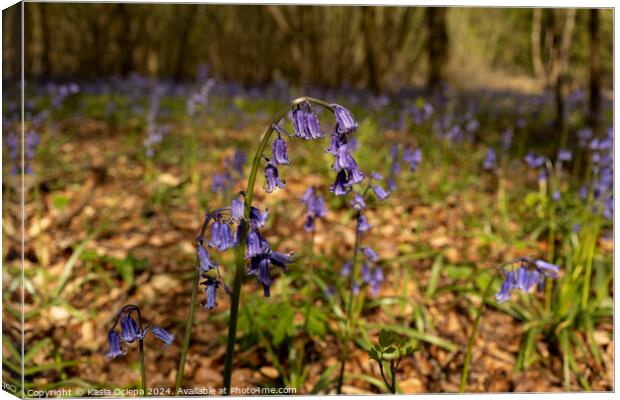 A close up of a British Bluebell Canvas Print by Kasia Ociepa