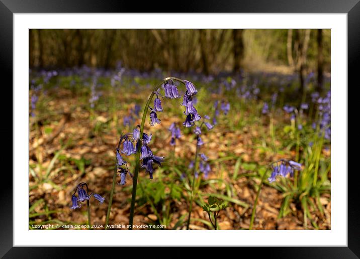 A close up of a British Bluebell Framed Mounted Print by Kasia Ociepa
