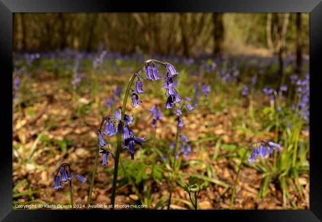 A close up of a British Bluebell Framed Print by Kasia Ociepa