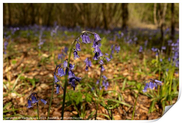 A close up of a British Bluebell Print by Kasia Ociepa
