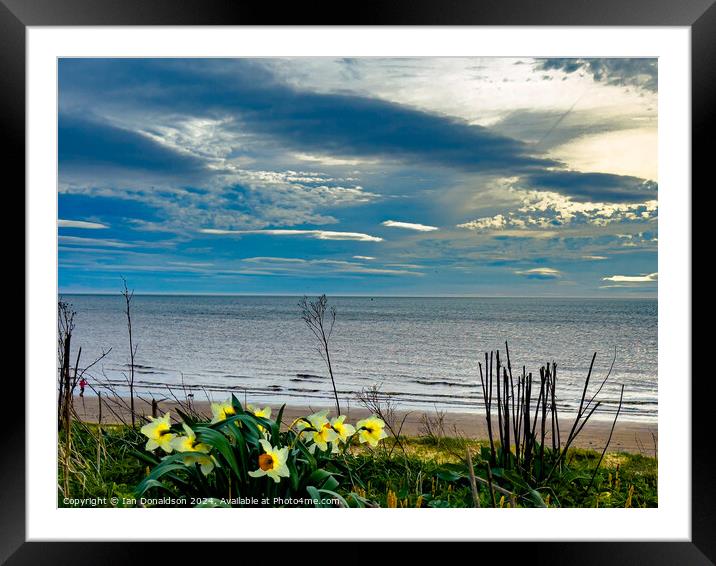 Daffodils  Framed Mounted Print by Ian Donaldson