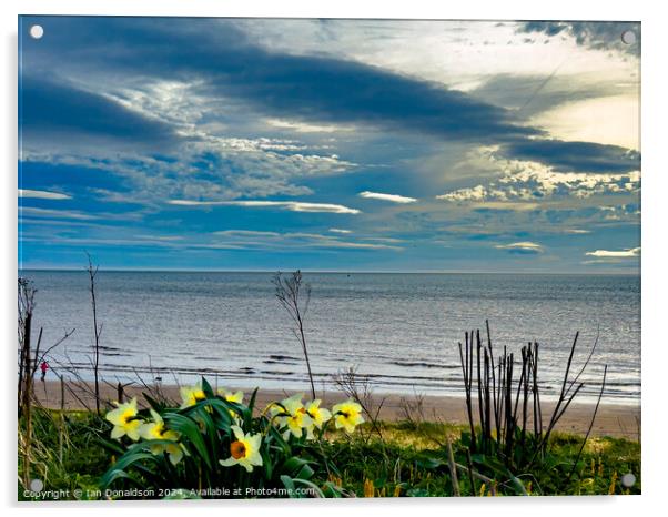 Daffodils  Acrylic by Ian Donaldson