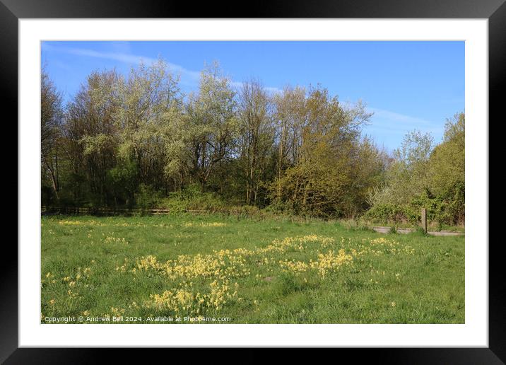 Cowslips in countryside park. Framed Mounted Print by Andrew Bell