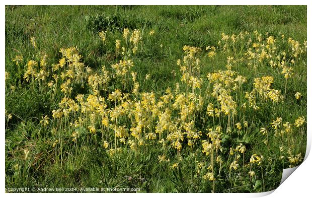 Cowslips, primula veris Print by Andrew Bell