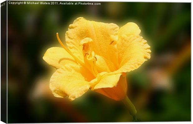 Yellow Day Lily Canvas Print by Michael Waters Photography