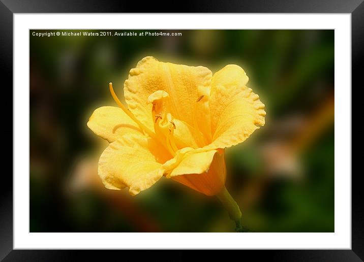 Yellow Day Lily Framed Mounted Print by Michael Waters Photography