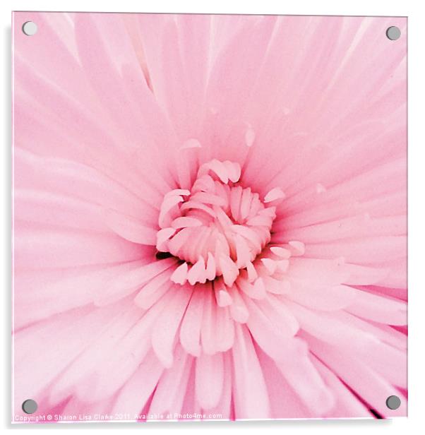 Chrysanthemum heart Acrylic by Sharon Lisa Clarke