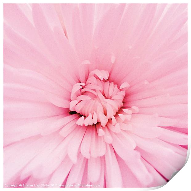 Chrysanthemum heart Print by Sharon Lisa Clarke