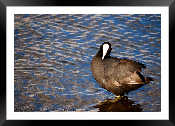 Lone Eurasian Coot Standing at the Edge of the Serpentine Framed Mounted Print by Maximilian Newmark