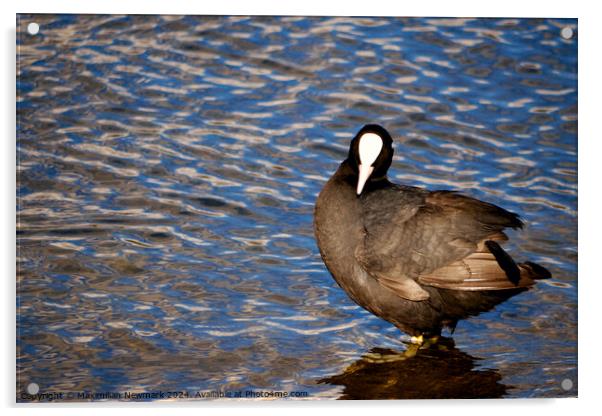 Lone Eurasian Coot Standing at the Edge of the Serpentine Acrylic by Maximilian Newmark