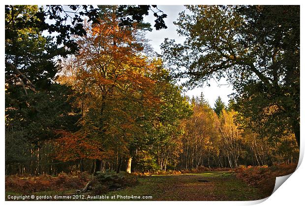 Autumn in the New Forest Print by Gordon Dimmer