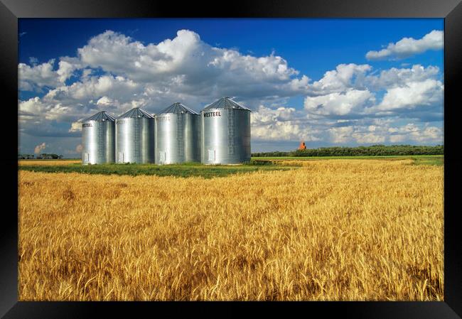 Mature Winter Wheat Field With Grain Bins Framed Print by Dave Reede