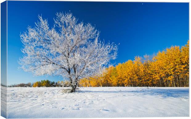 First Autumn Snow Canvas Print by Dave Reede