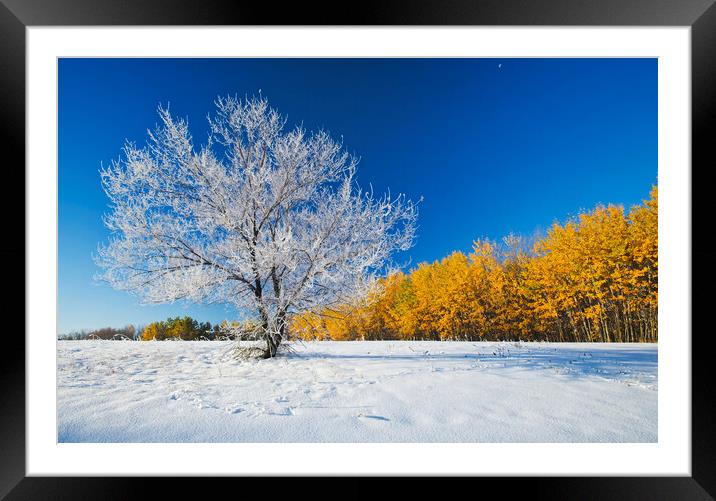 First Autumn Snow Framed Mounted Print by Dave Reede