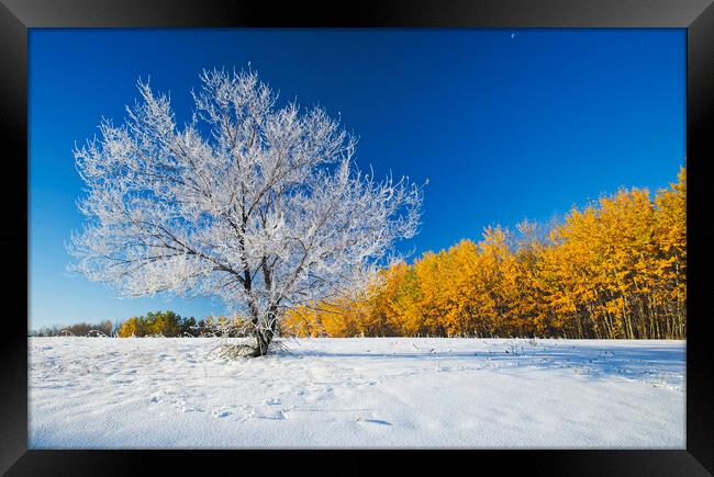 First Autumn Snow Framed Print by Dave Reede