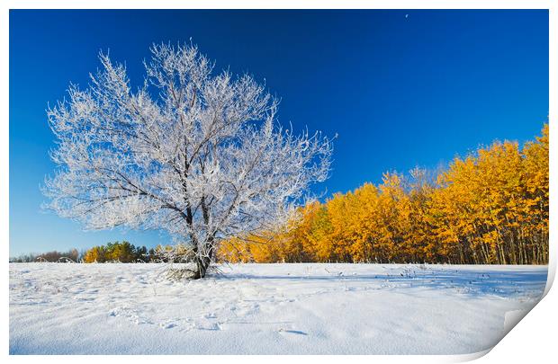 First Autumn Snow Print by Dave Reede