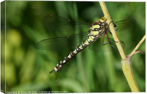 Southern Hawker dragonfly clinging to a plant stem. Canvas Print by Steve Gill