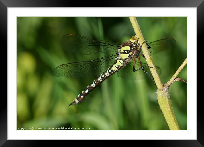 Southern Hawker dragonfly clinging to a plant stem. Framed Mounted Print by Steve Gill