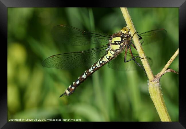 Southern Hawker dragonfly clinging to a plant stem. Framed Print by Steve Gill